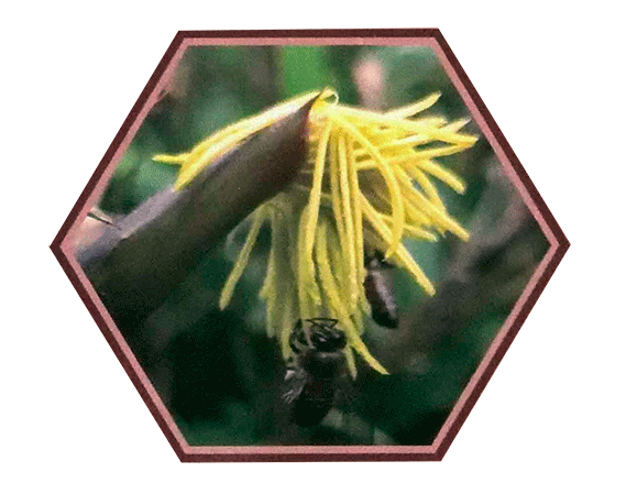 honey_bee_collecting_the_honey_from_the_flowers_of_reed