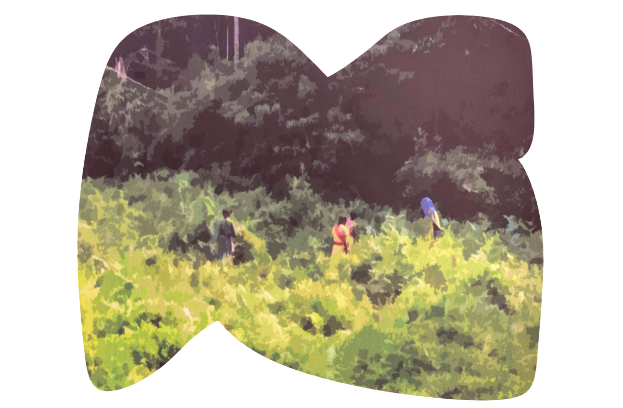 Women Collecting Edible Leaves