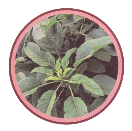 Amaranthus_Leaves