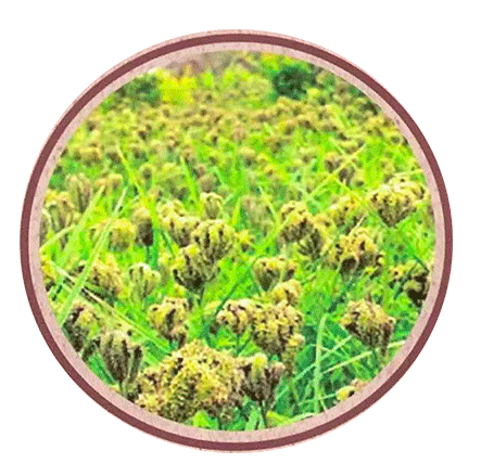 Finger Millets