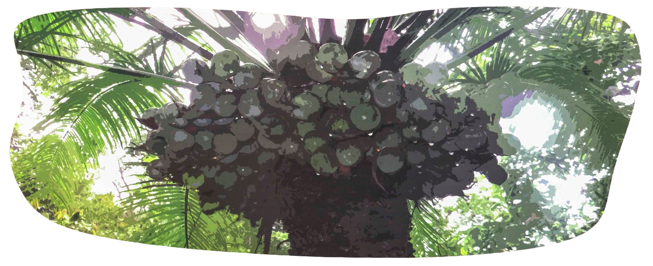 Sago Tree