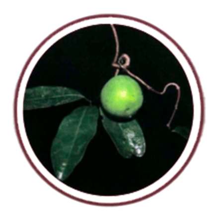 Salacia_Fruit